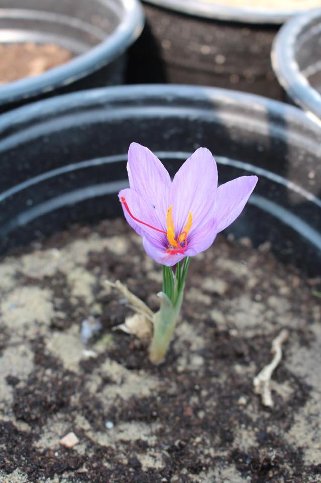 Crocus 1